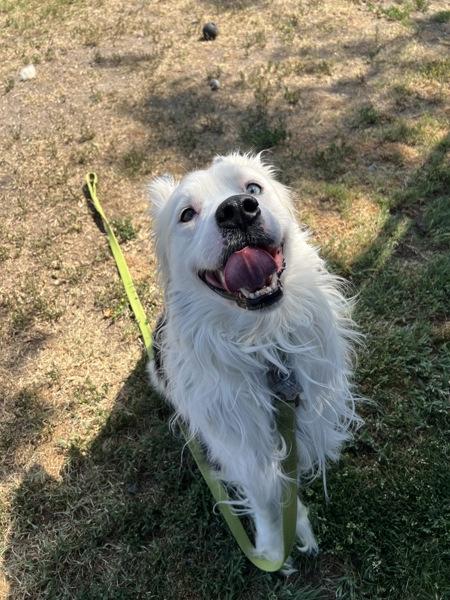 Enlarge Nikko, a Adoptable mixed breed in Kennewick, WA image 5/5