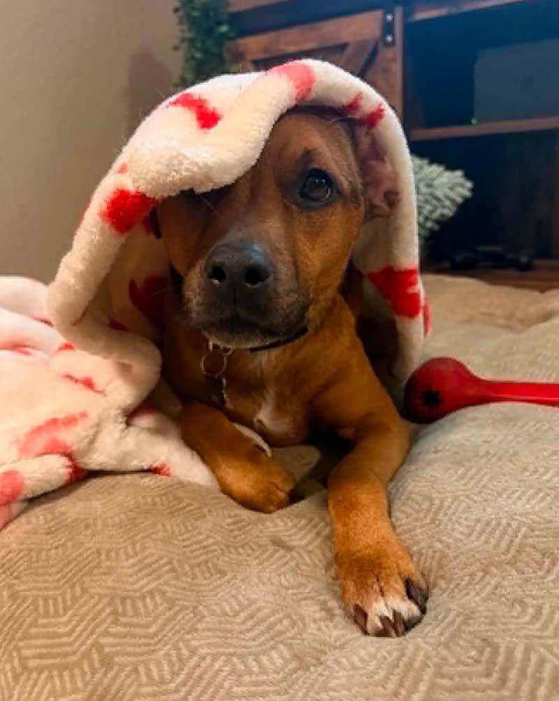 Enlarge Alani, a ADOPTABLE Mixed Breed in Kansas City, MO image 6/6