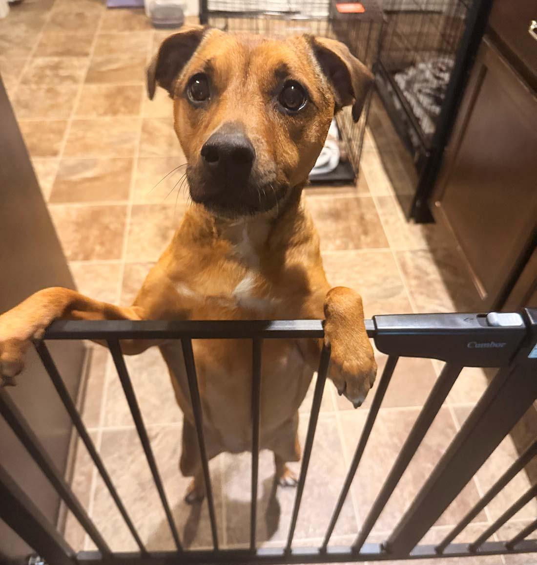 Enlarge Alani, a ADOPTABLE Mixed Breed in Kansas City, MO image 1/6