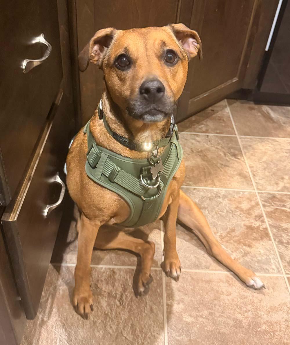 Enlarge Alani, a ADOPTABLE Mixed Breed in Kansas City, MO image 4/6
