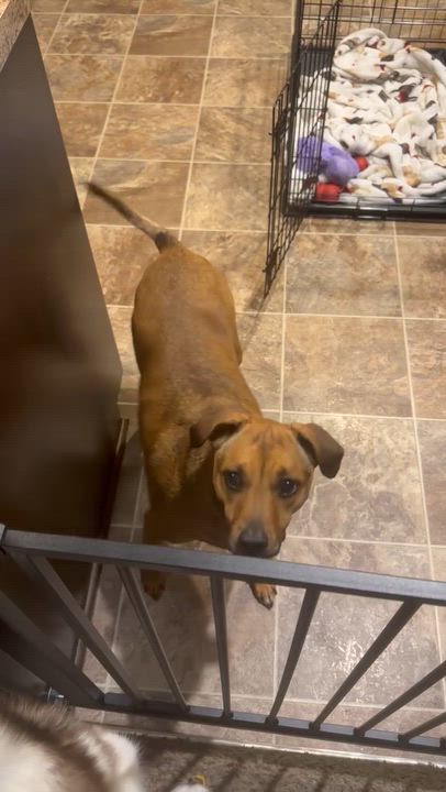 Enlarge Alani, a ADOPTABLE Mixed Breed in Kansas City, MO video 5/6
