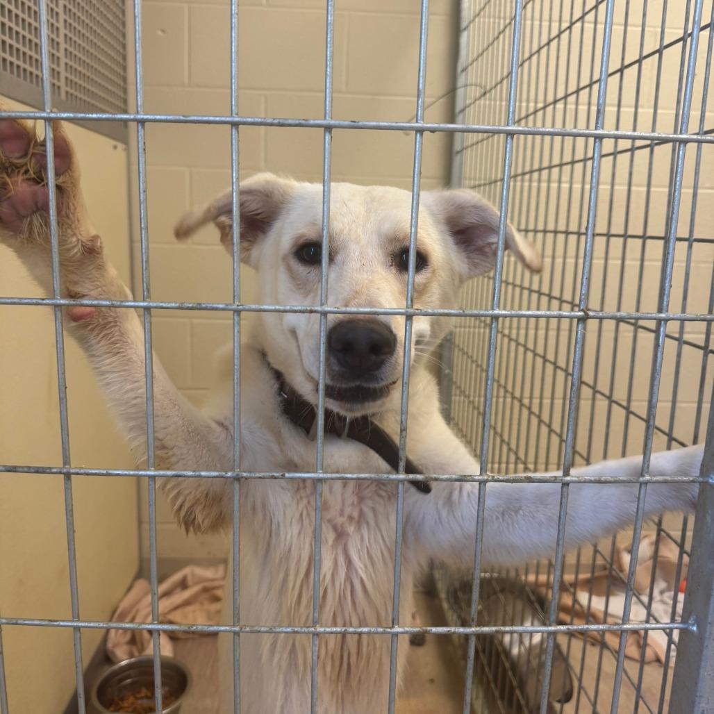 Creek, Adoptable, Young Male Mixed Breed.