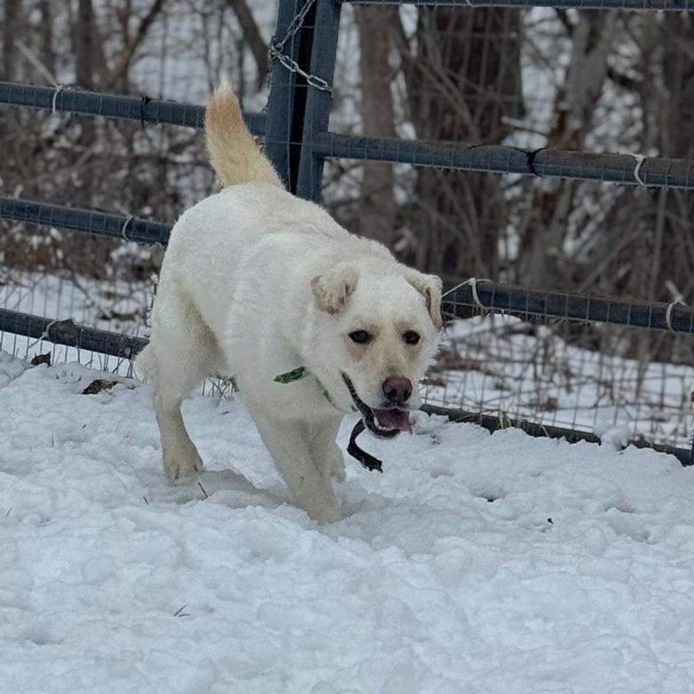 Enlarge Creek, a Adoptable Mixed Breed in Red House, WV image 2/3