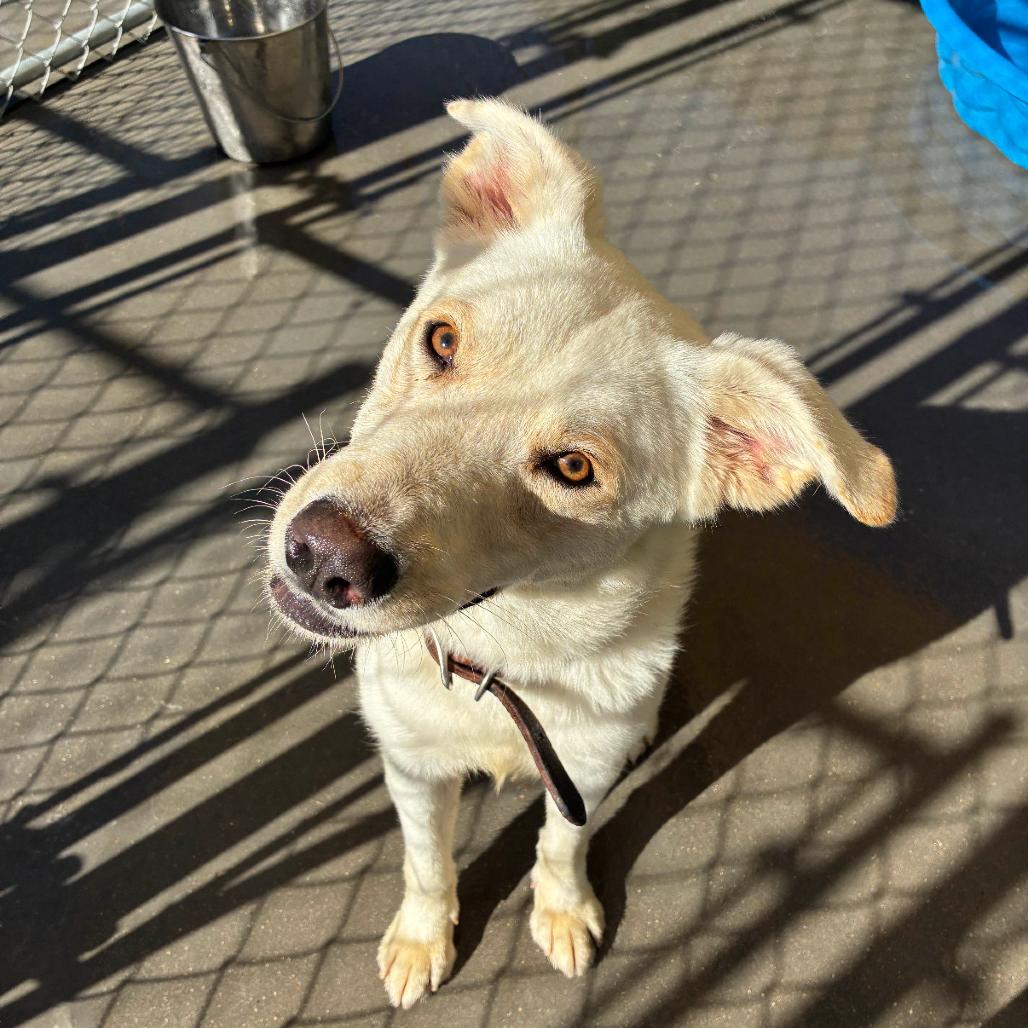 Enlarge Creek, a Adoptable Mixed Breed in Red House, WV image 3/3