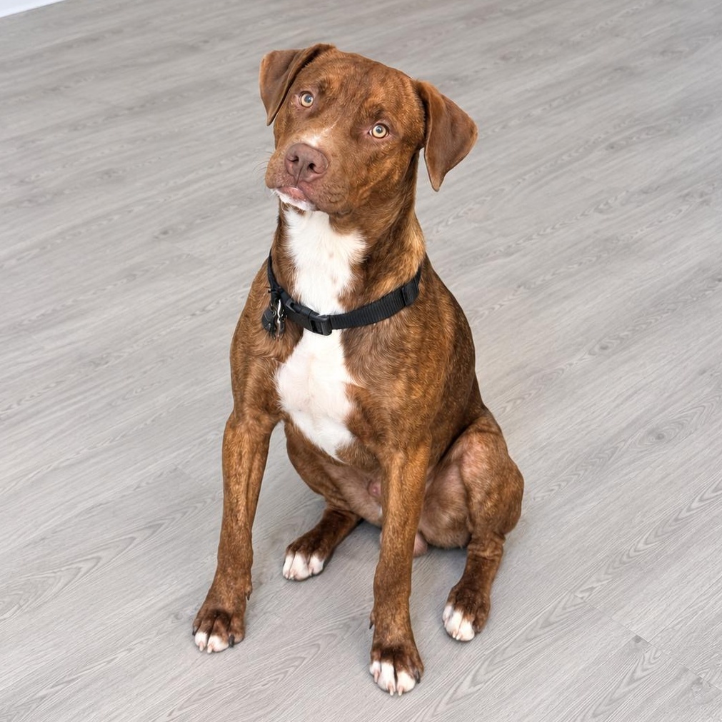 Enlarge Bourbon, a Adoptable mixed breed in Syracuse, NY image 2/6