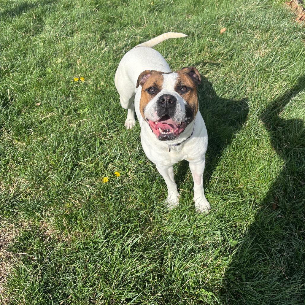 Cassie, Adoptable, Adult Female Boxer.