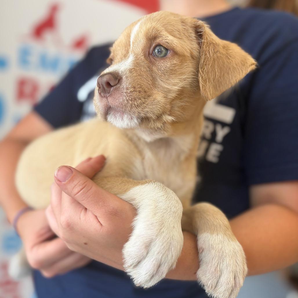 Sweetie, Adoptable, Puppy Female Mixed Breed.