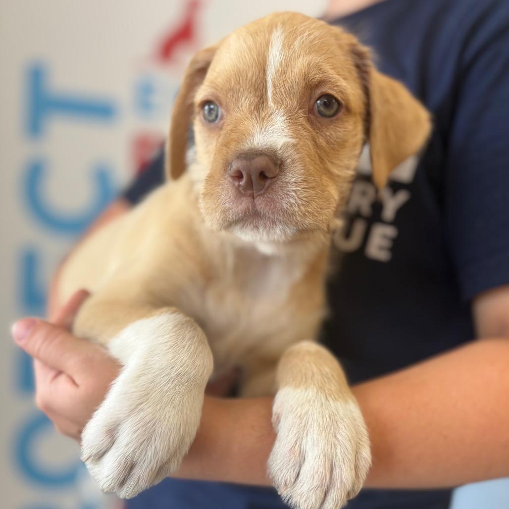 Sweetie, a Adoptable Mixed Breed in Morrisville, VT image 2/5