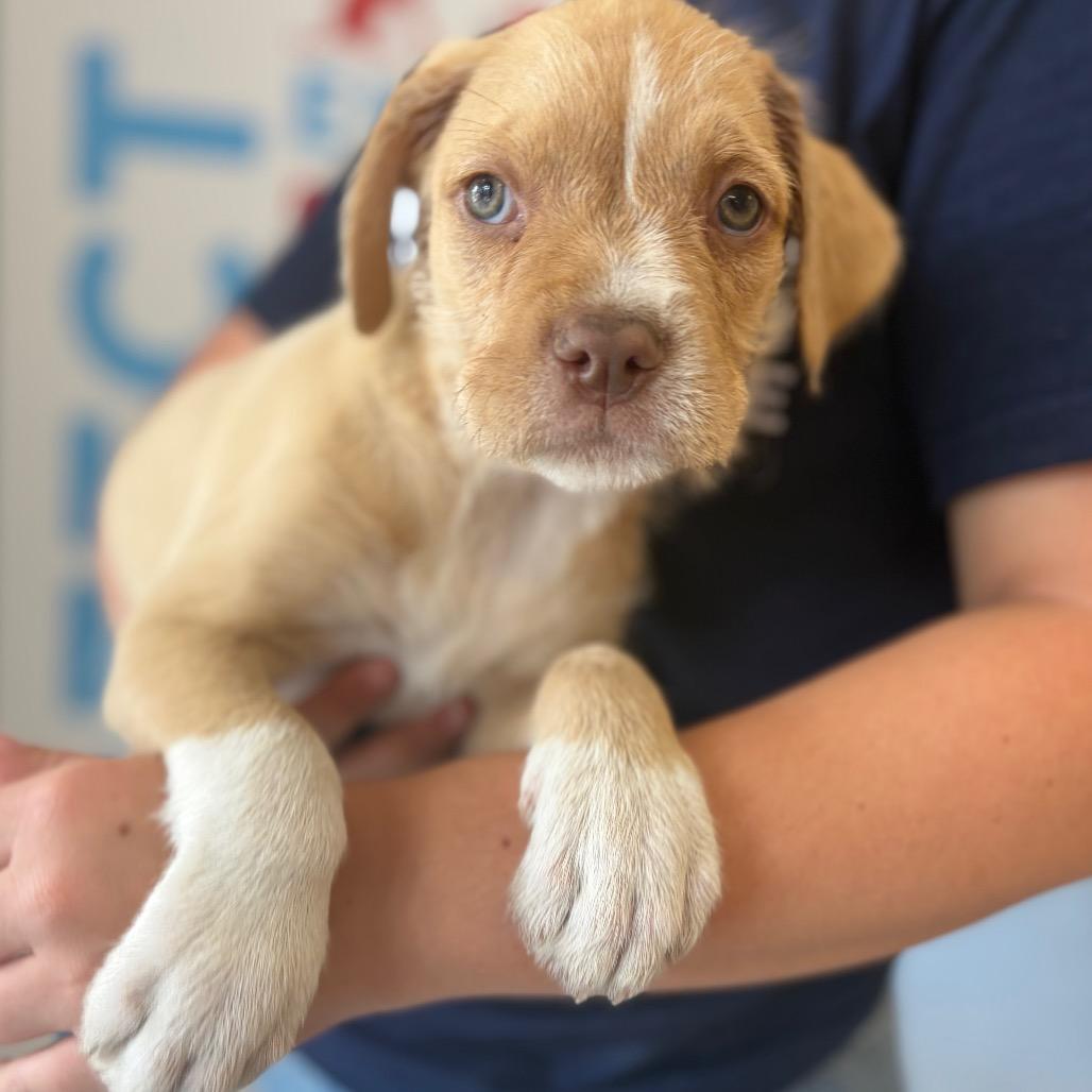 Sweetie, a Adoptable Mixed Breed in Morrisville, VT image 3/5