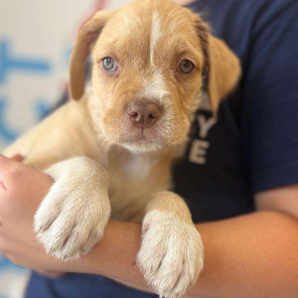 Sweetie, a Adoptable Mixed Breed in Morrisville, VT image 4/5