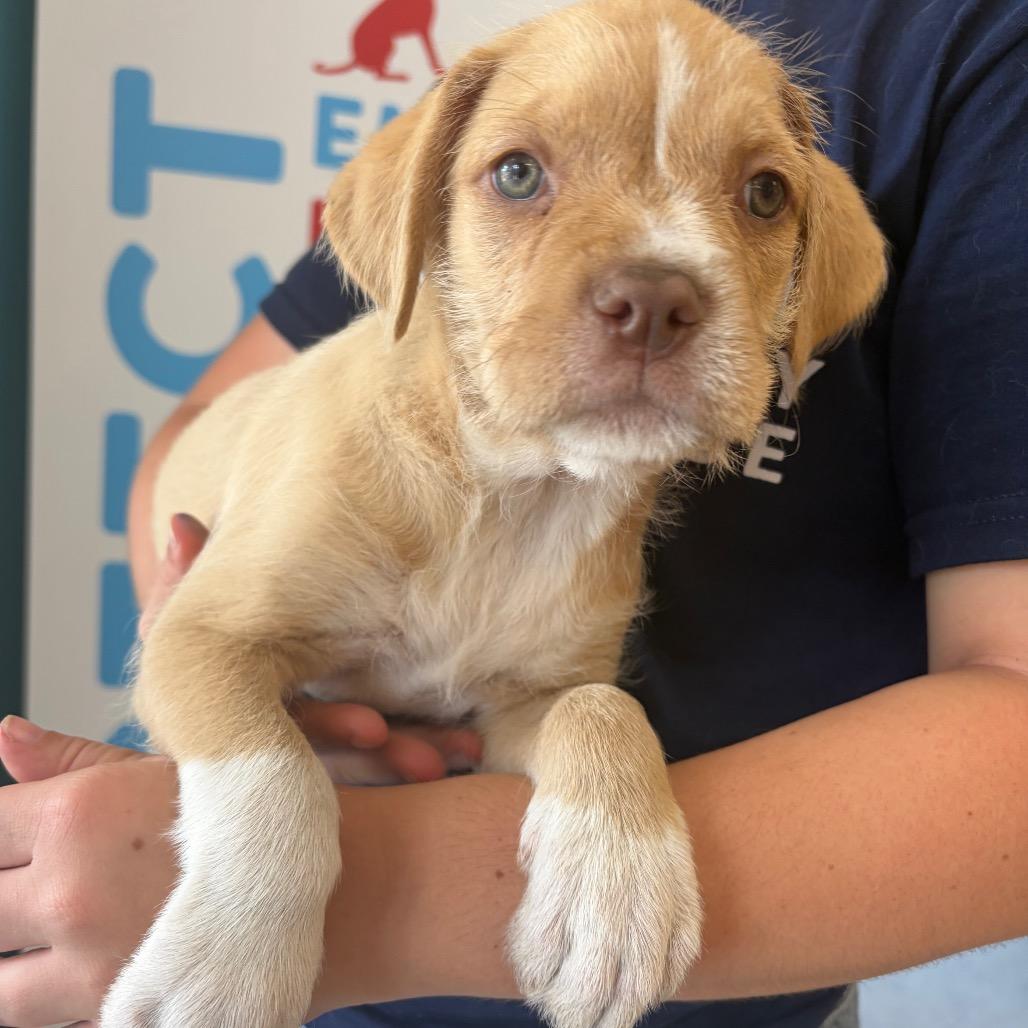 Sweetie, a Adoptable Mixed Breed in Morrisville, VT image 5/5