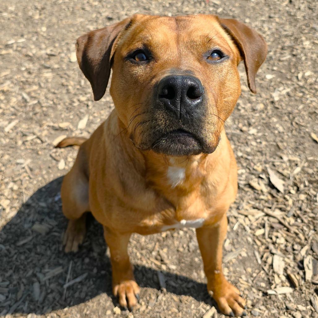 Remi, Adoptable, Adult Male Pit Bull Terrier.