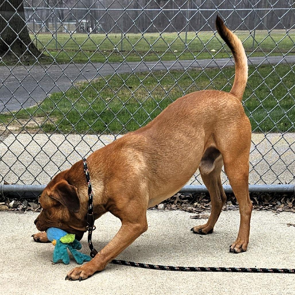 Enlarge Remi, a Adoptable Pit Bull Terrier in Michigan City, IN image 2/6