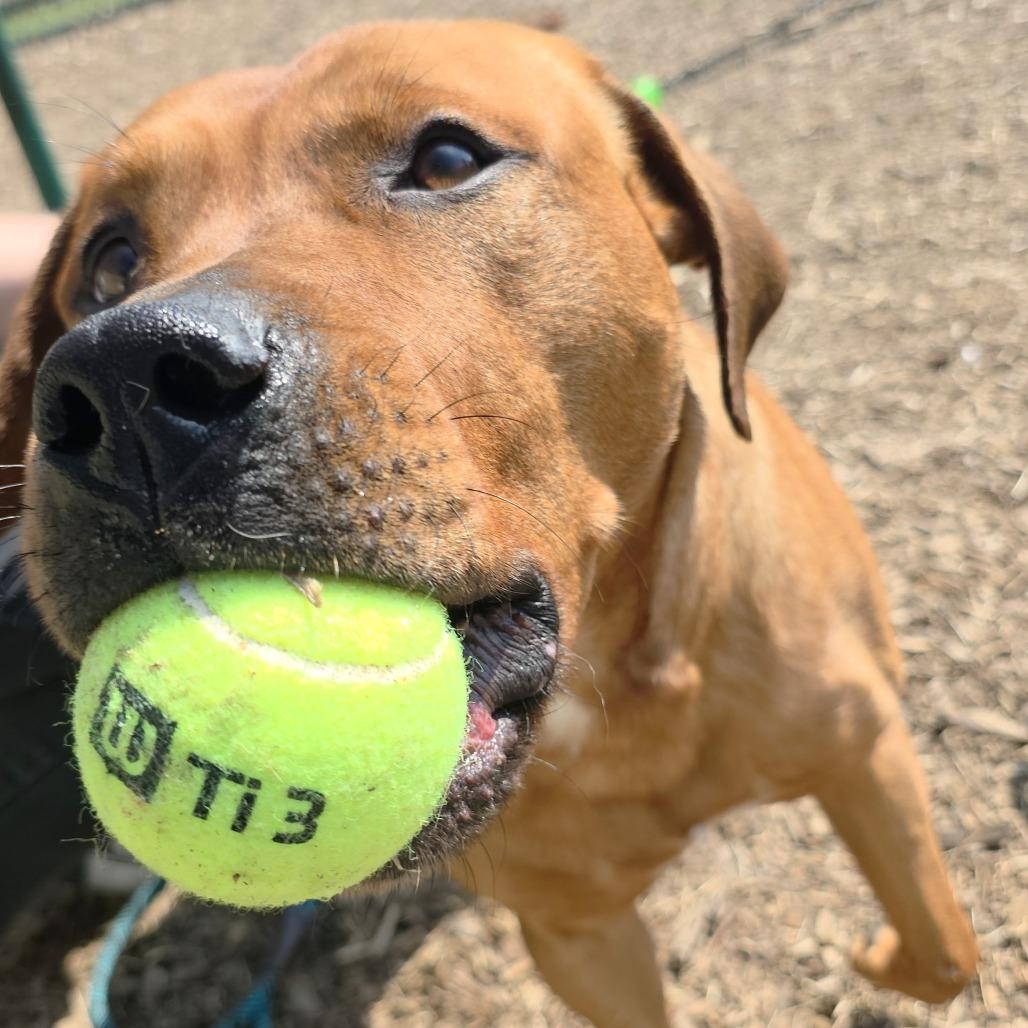 Enlarge Remi, a Adoptable Pit Bull Terrier in Michigan City, IN image 3/6