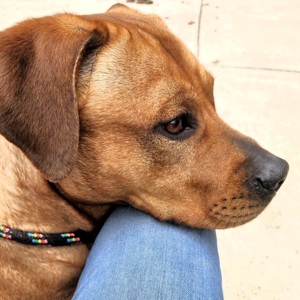 Enlarge Remi, a Adoptable Pit Bull Terrier in Michigan City, IN image 4/6