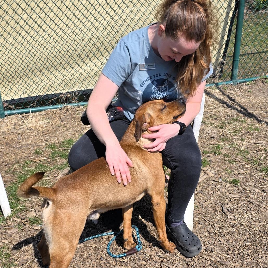 Enlarge Remi, a Adoptable Pit Bull Terrier in Michigan City, IN image 5/6