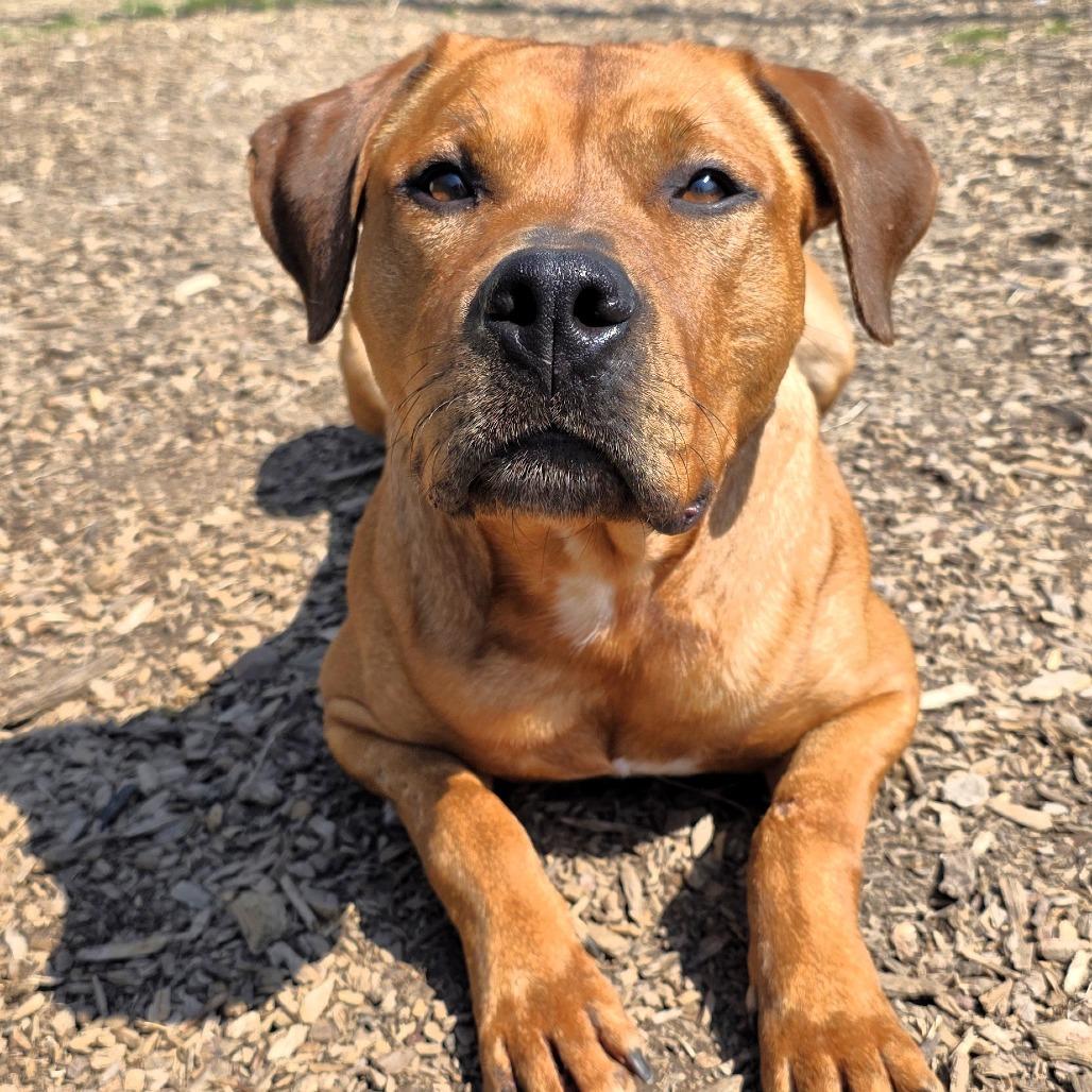 Enlarge Remi, a Adoptable Pit Bull Terrier in Michigan City, IN image 6/6
