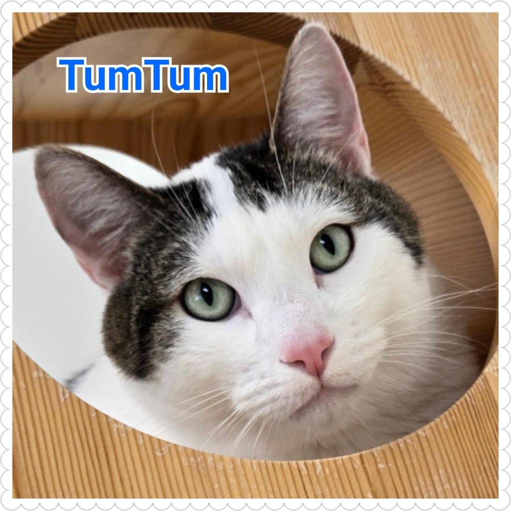 TumTum, Adopted, Adult Male Domestic Short Hair.