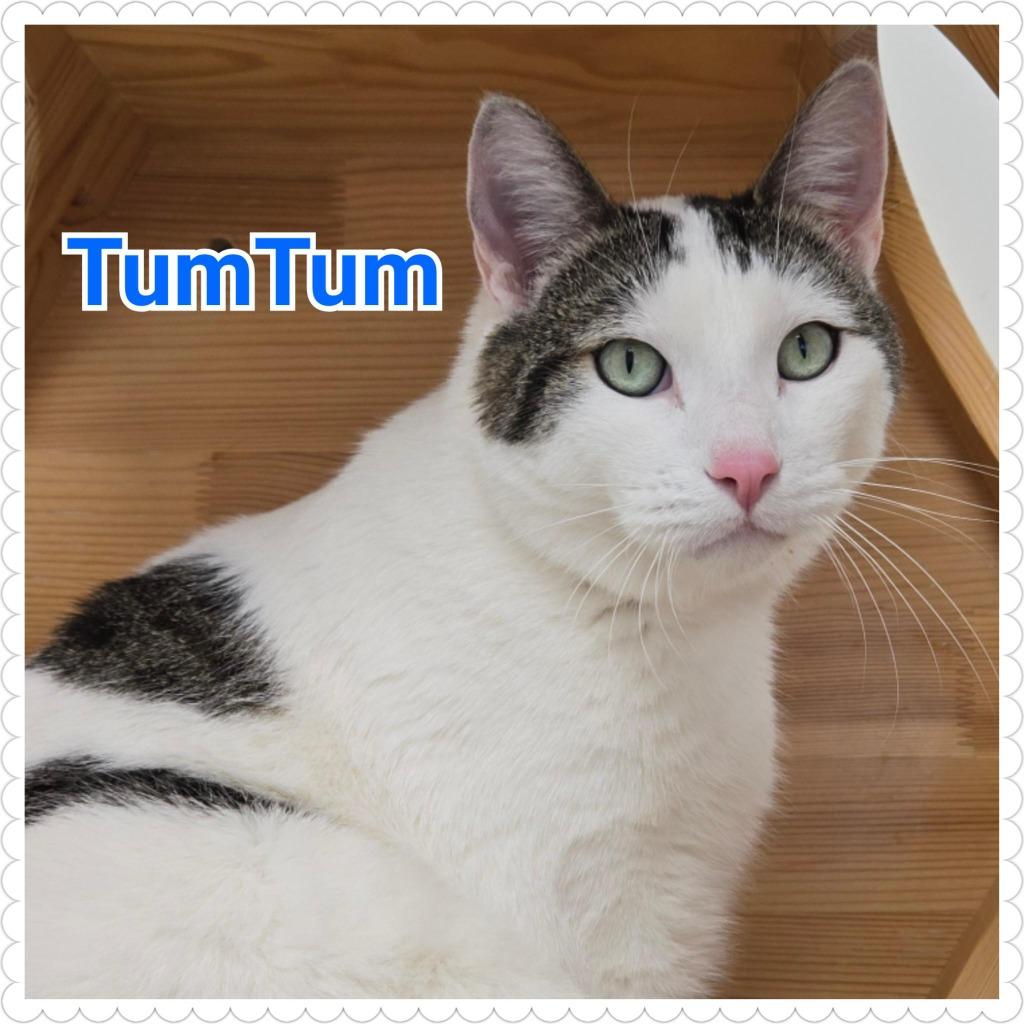 Enlarge TumTum, a Adopted mixed breed in North Saint Paul, MN image 2/6