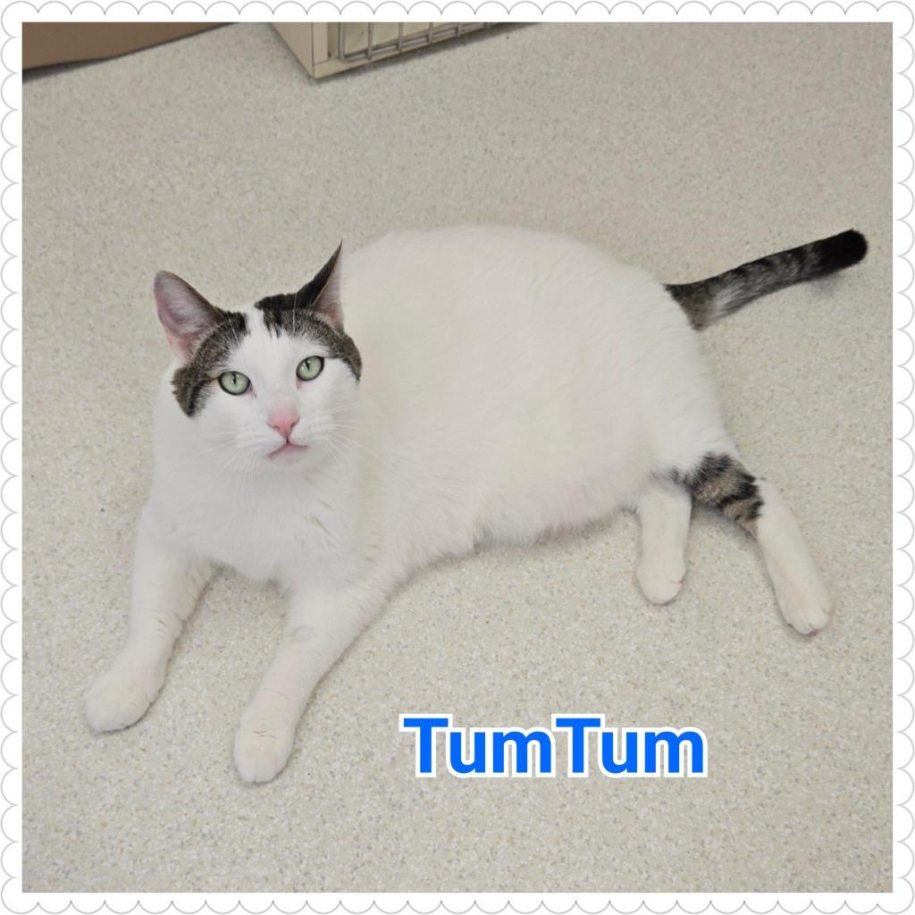 Enlarge TumTum, a Adopted mixed breed in North Saint Paul, MN image 3/6