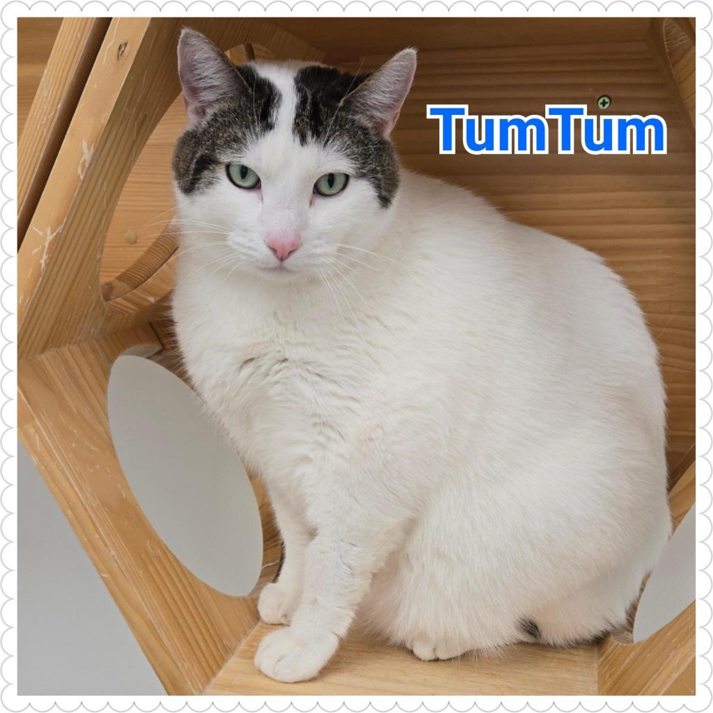 Enlarge TumTum, a Adopted mixed breed in North Saint Paul, MN image 5/6
