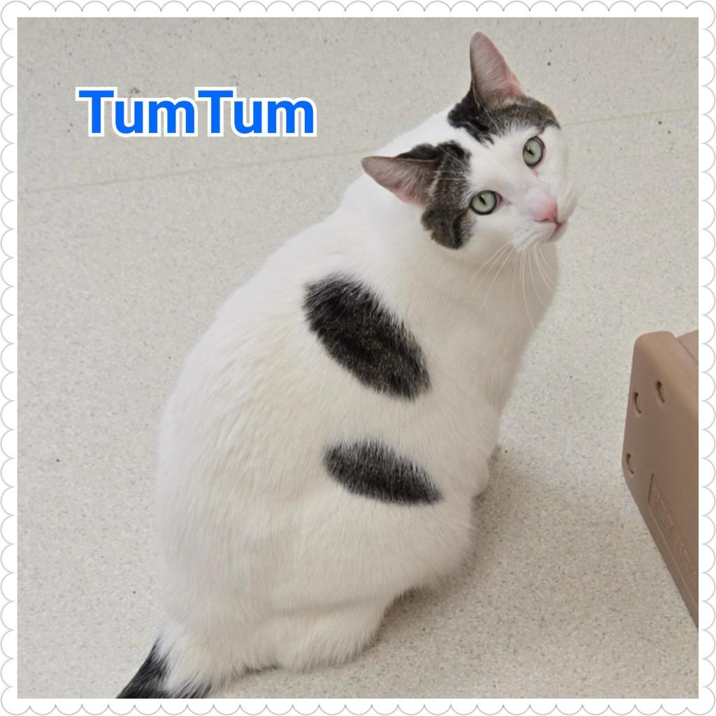 Enlarge TumTum, a Adopted mixed breed in North Saint Paul, MN image 6/6
