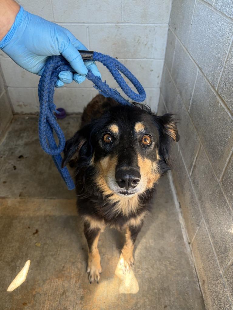 Baley, Adoptable, Adult Female Australian Shepherd.