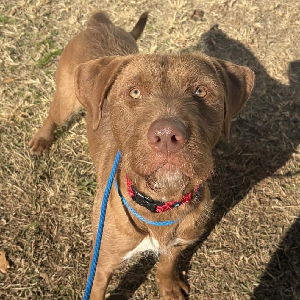 Toffee, Adoptable, Adult Male Terrier.