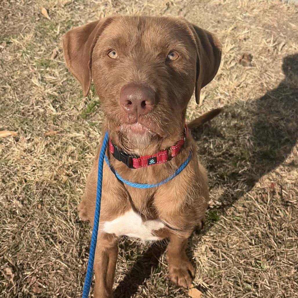 Enlarge Toffee, a Adoptable mixed breed in Concord, NC image 2/6