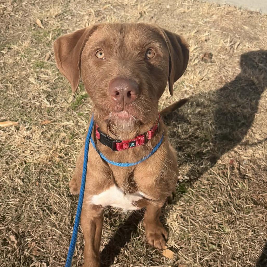 Enlarge Toffee, a Adoptable mixed breed in Concord, NC image 4/6