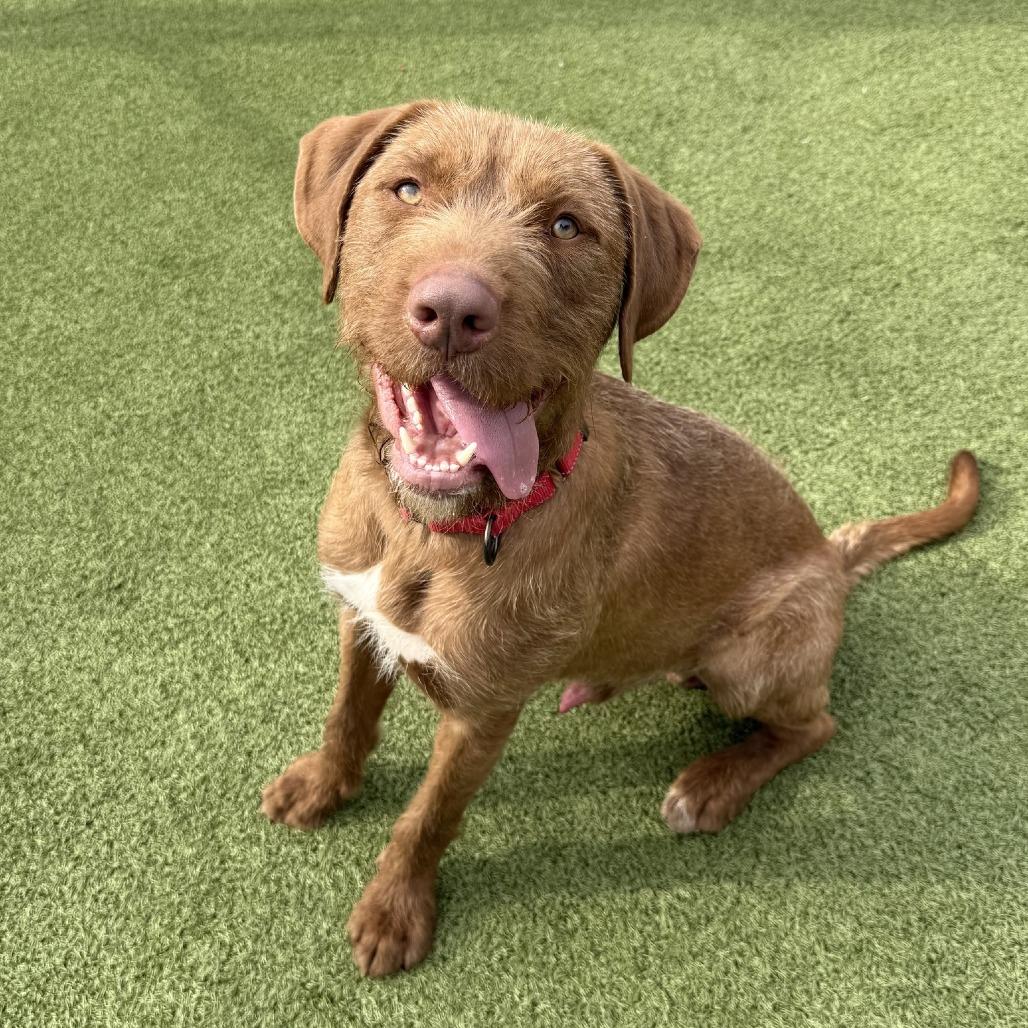 Enlarge Toffee, a Adoptable mixed breed in Concord, NC image 6/6