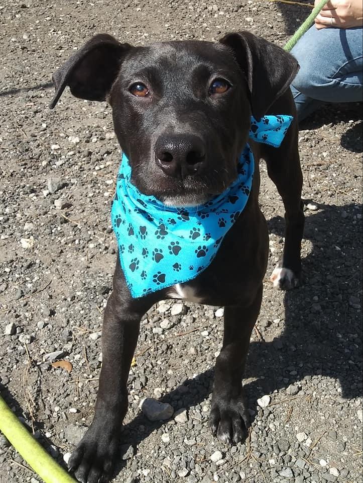 Barney, Adopted, Puppy Male Labrador Retriever.