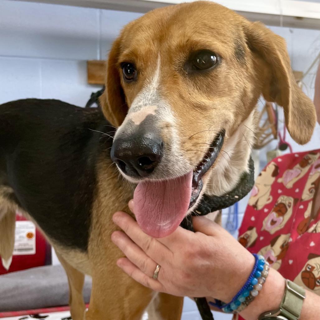 Scentra 25-1756, Adoptable, Adult Female Mixed Breed.