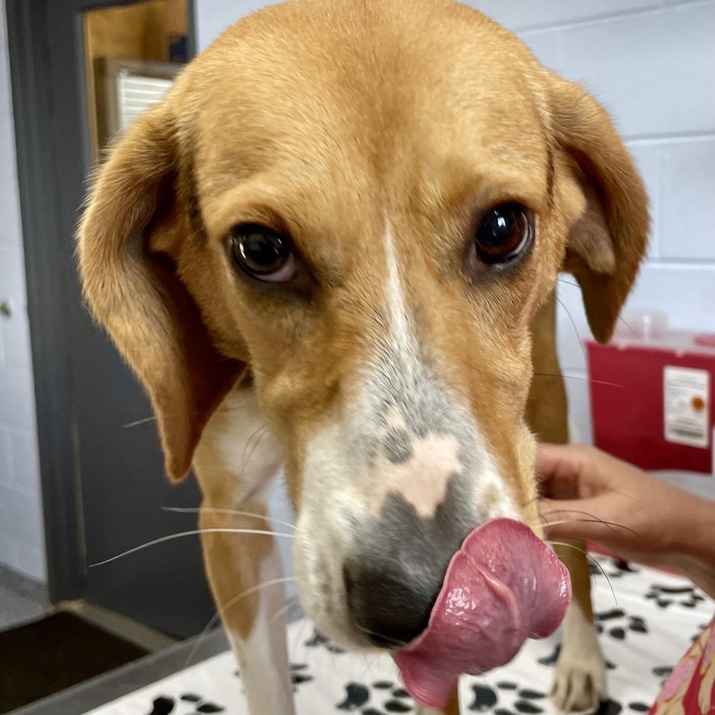 Enlarge Scentra 25-1756, a Adoptable Mixed Breed in Yanceyville, NC image 3/4