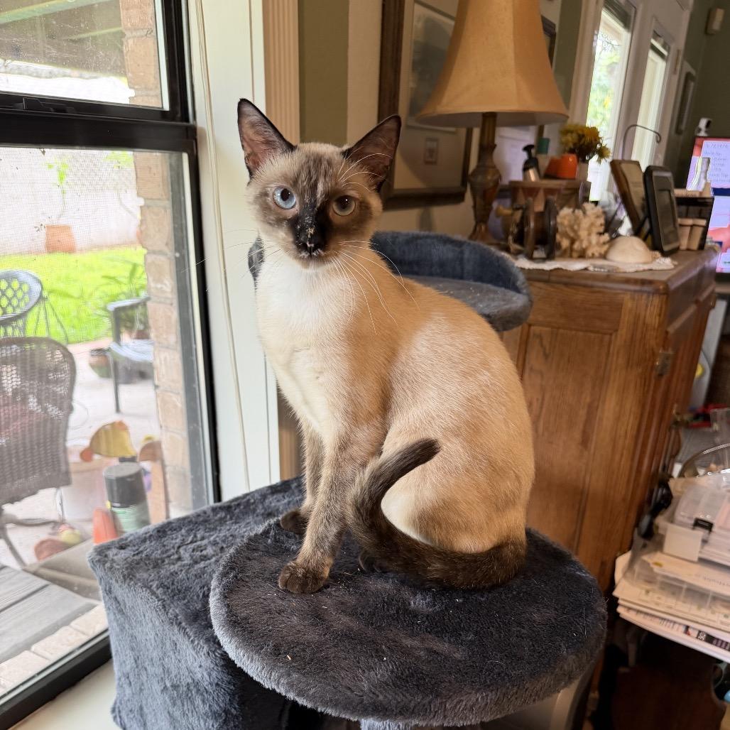 Enlarge Willow, a Adoptable Siamese in Harlingen, TX image 1/2