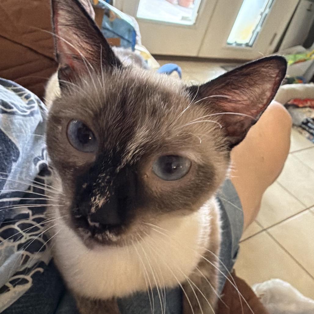 Enlarge Willow, a Adoptable Siamese in Harlingen, TX image 2/2
