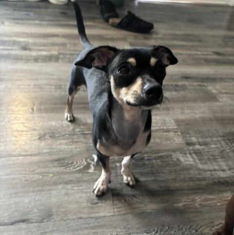 Enlarge Pina Colada, an adopted mixed breed in Tulsa, OK image 2/4