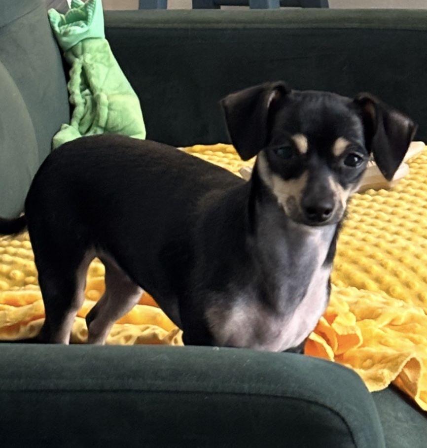 Enlarge Pina Colada, an adopted mixed breed in Tulsa, OK image 3/4