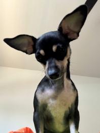 Enlarge Pina Colada, an adopted mixed breed in Tulsa, OK image 4/4