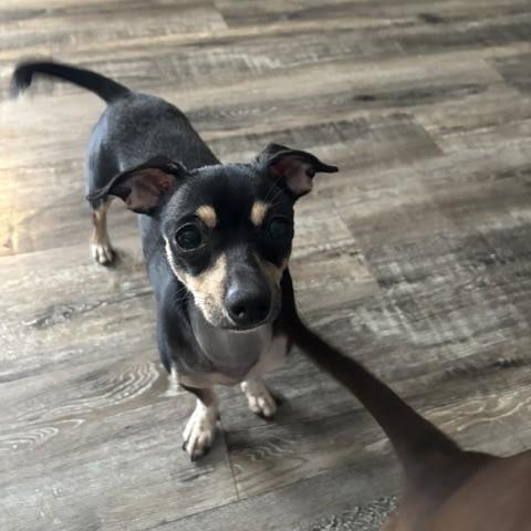 Enlarge Pina Colada, an adopted mixed breed in Tulsa, OK image 1/4