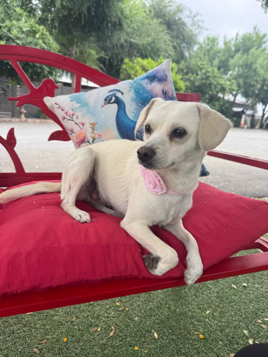 Annabel, adopted, Young Female Labrador Retriever.