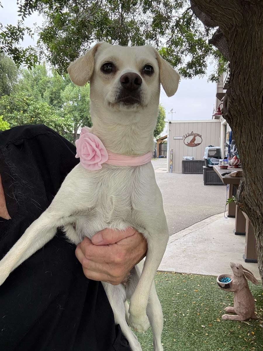 Annabel, an adopted Labrador Retriever in Temecula, CA image 2/2