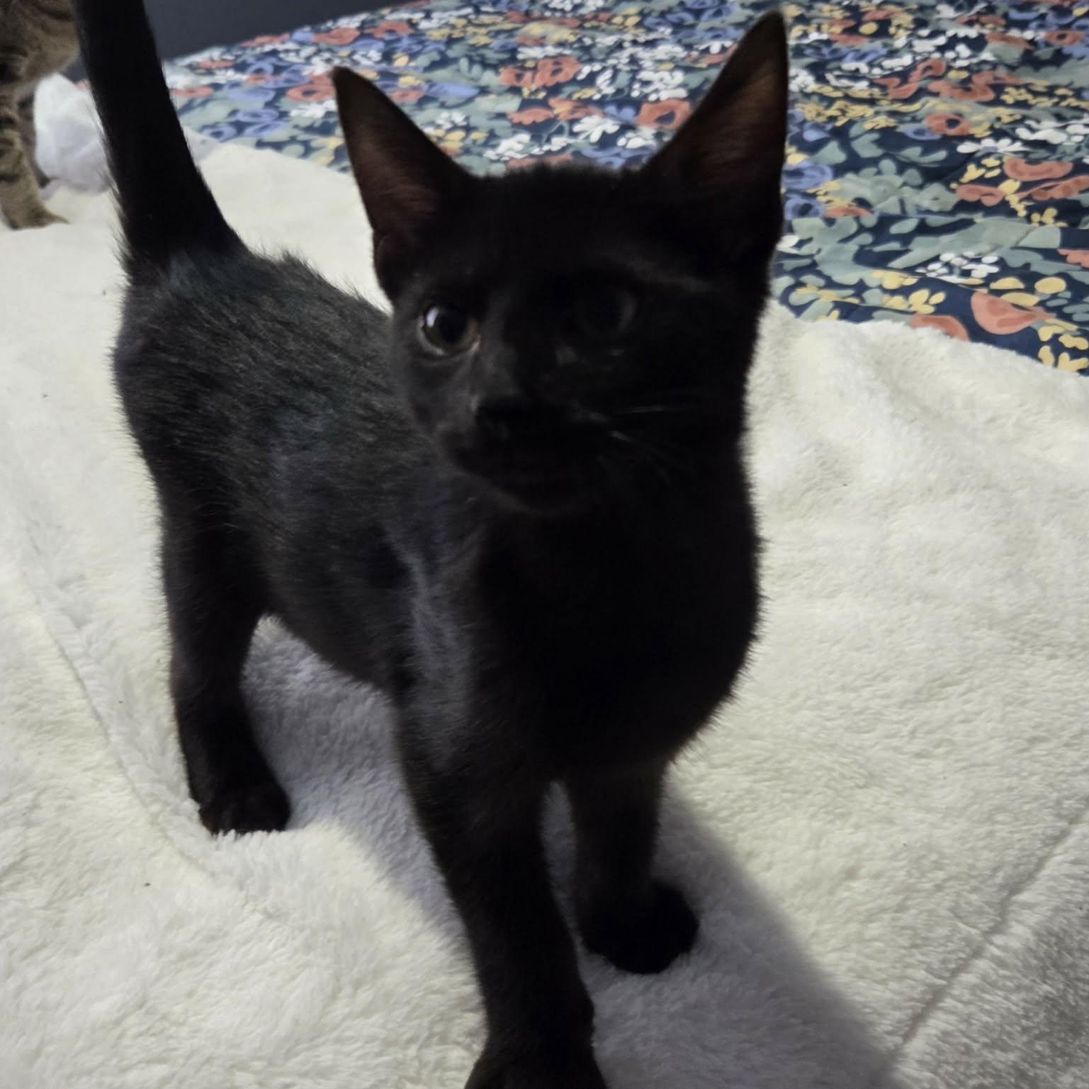 Enlarge SHADOW, an adopted Domestic Short Hair in Loveland, CO image 2/6