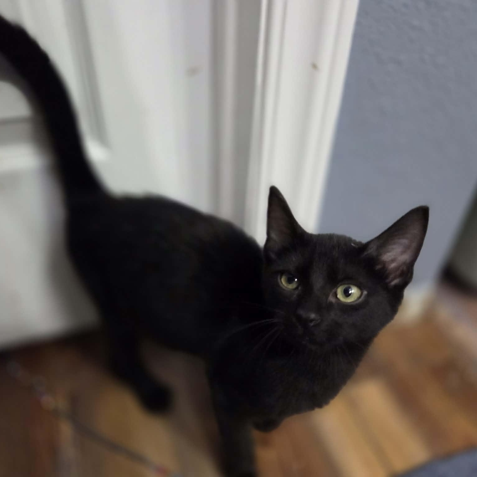 Enlarge SHADOW, an adopted Domestic Short Hair in Loveland, CO image 1/6