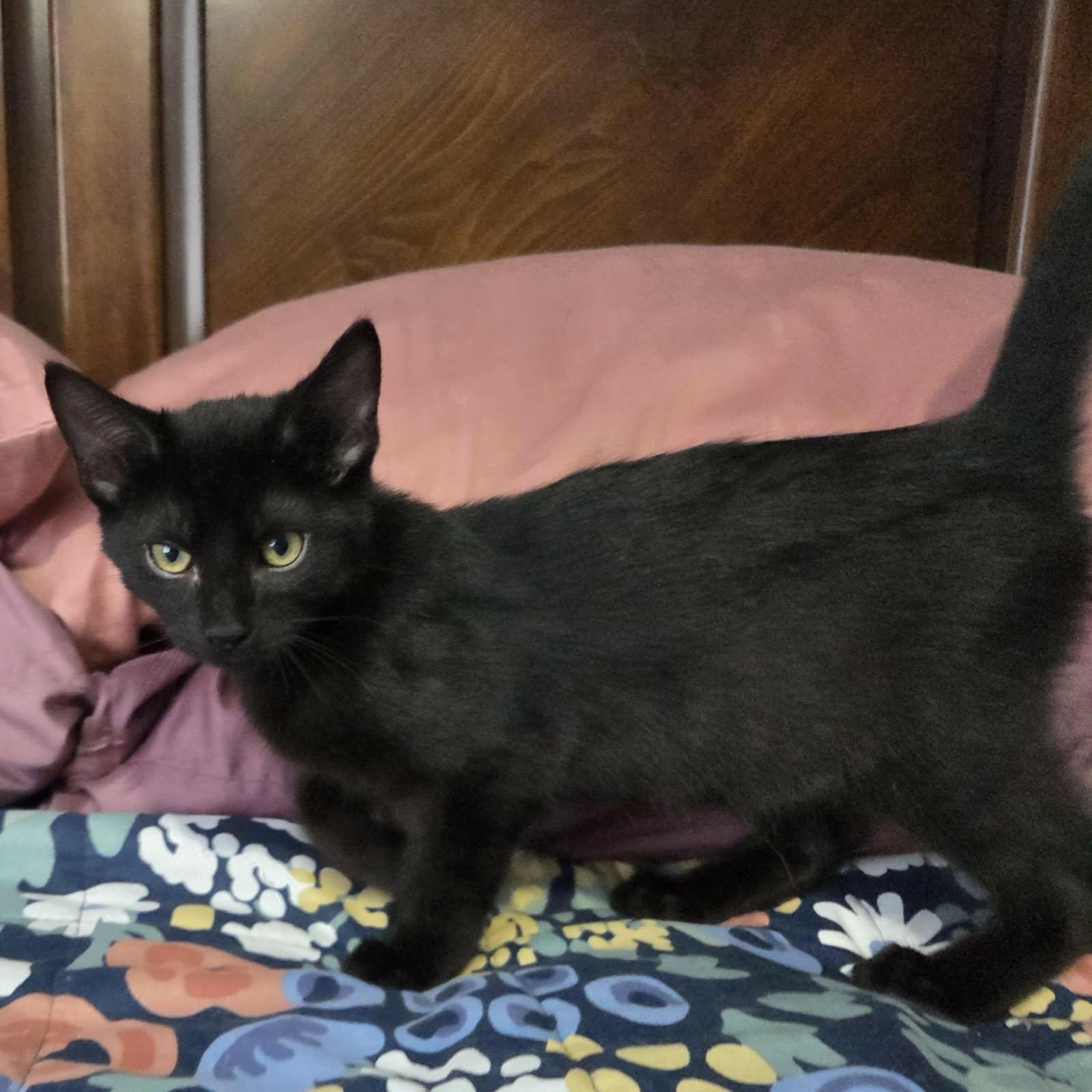 Enlarge SHADOW, an adopted Domestic Short Hair in Loveland, CO image 3/6