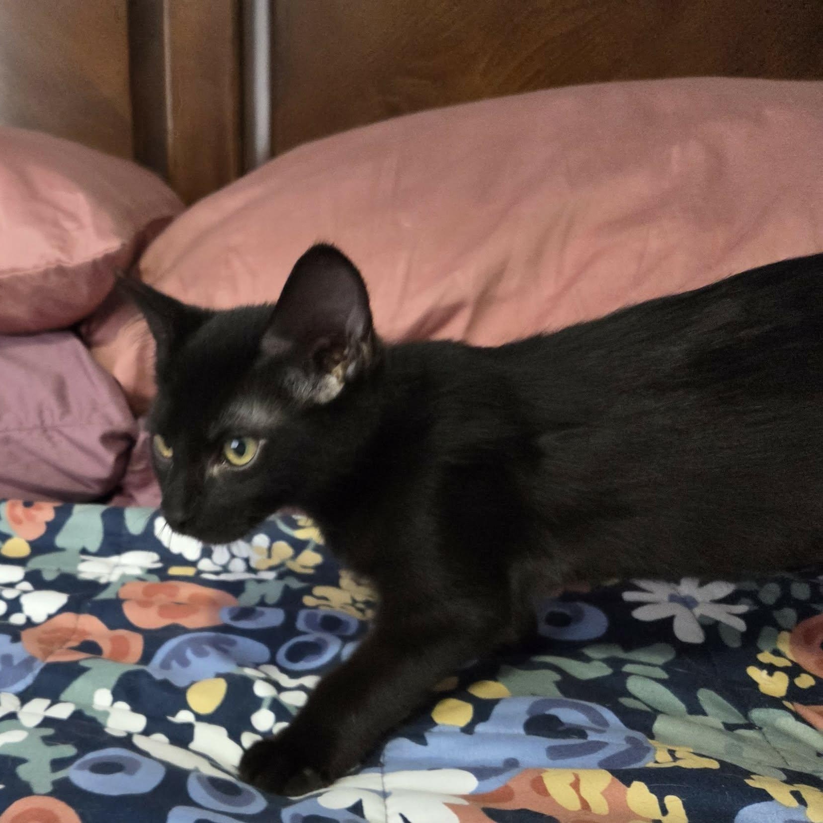 Enlarge SHADOW, an adopted Domestic Short Hair in Loveland, CO image 6/6