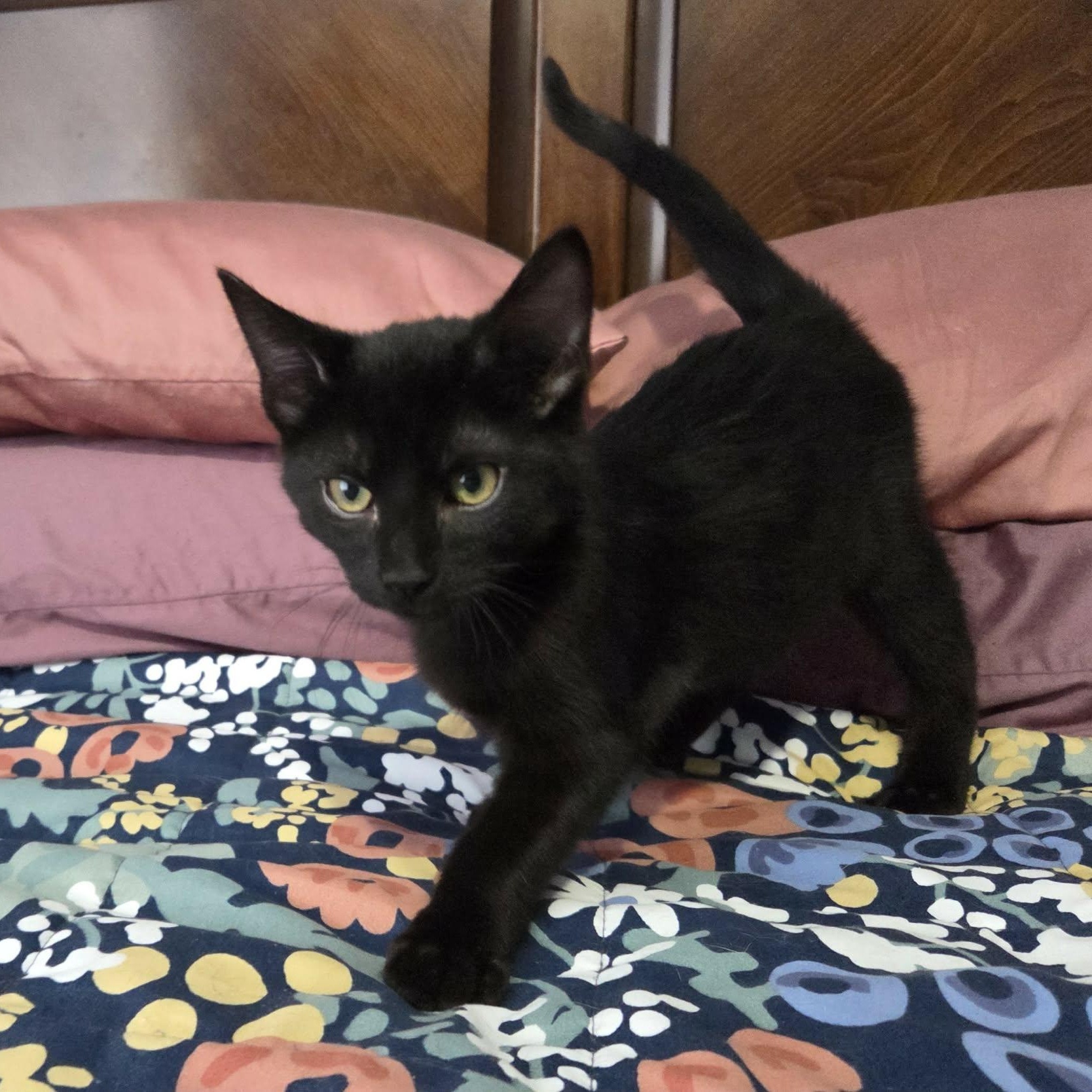 Enlarge SHADOW, an adopted Domestic Short Hair in Loveland, CO image 4/6