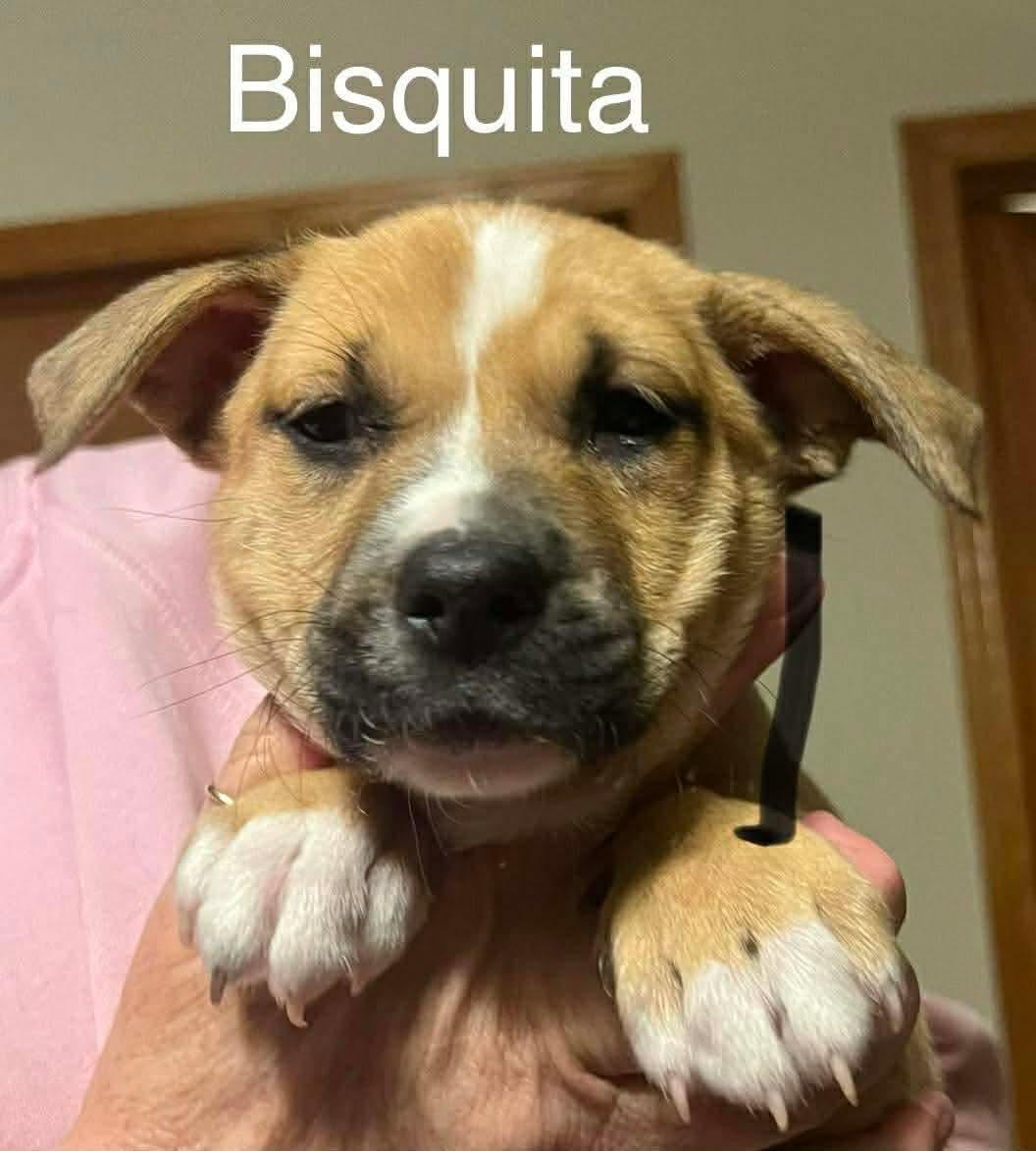Enlarge Bisquita, a Adoptable mixed breed in Riverside, IA image 1/2