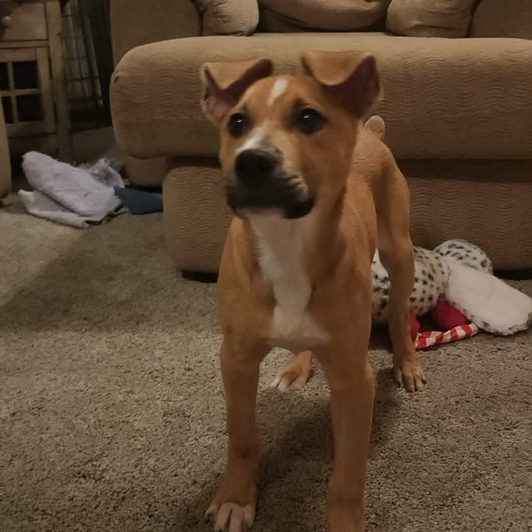 Enlarge Bisquita, an adopted mixed breed in Riverside, IA image 1/4