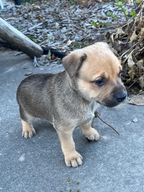 Bisquita, Adoptable, Puppy Female American Staffordshire Terrier.